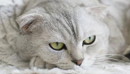 铜仁伴游，定制QQ：3494206190微信：act1322